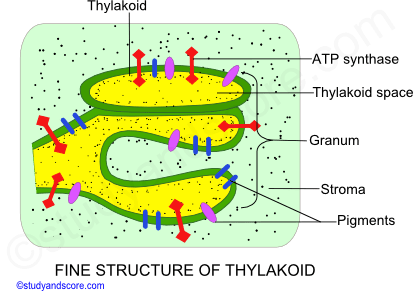 fine structure of thylakoid, chloroplast, granum, sroma, thylakoid, ATP synthase, pigments